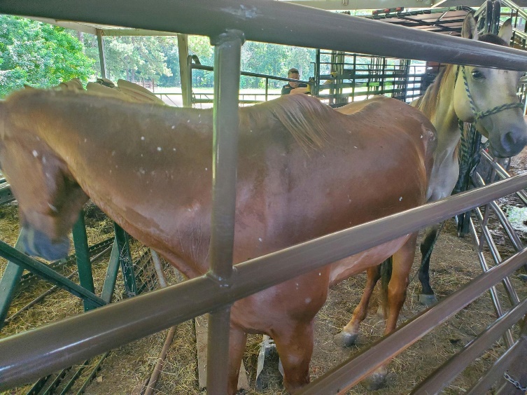 Malnourished horse 4 - front side view